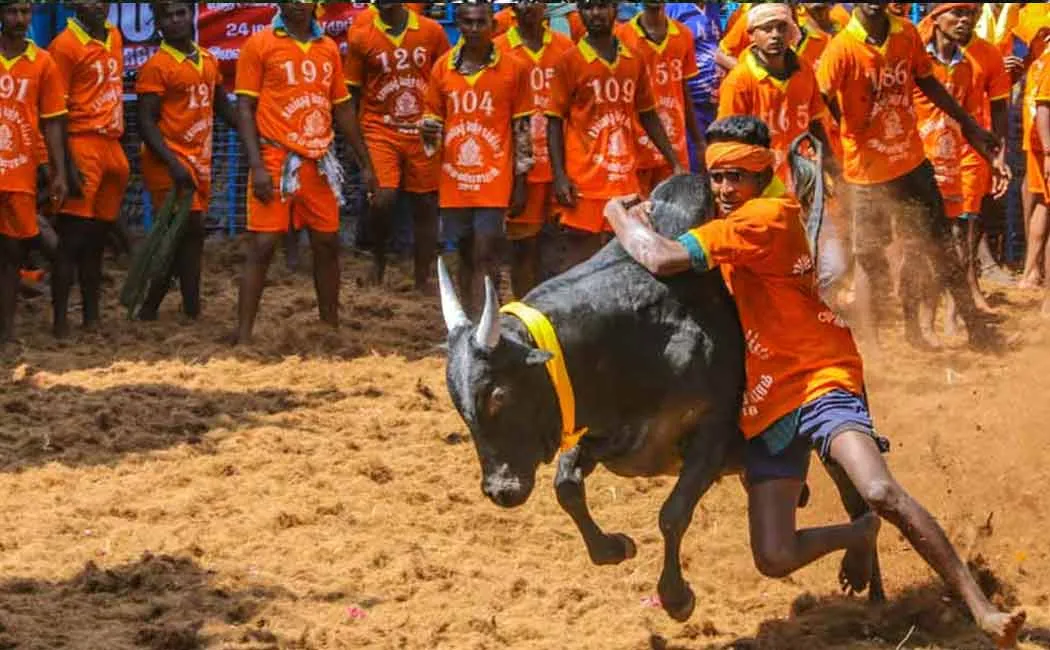 Trichy Periya Suriyur Jallikattu has started!
