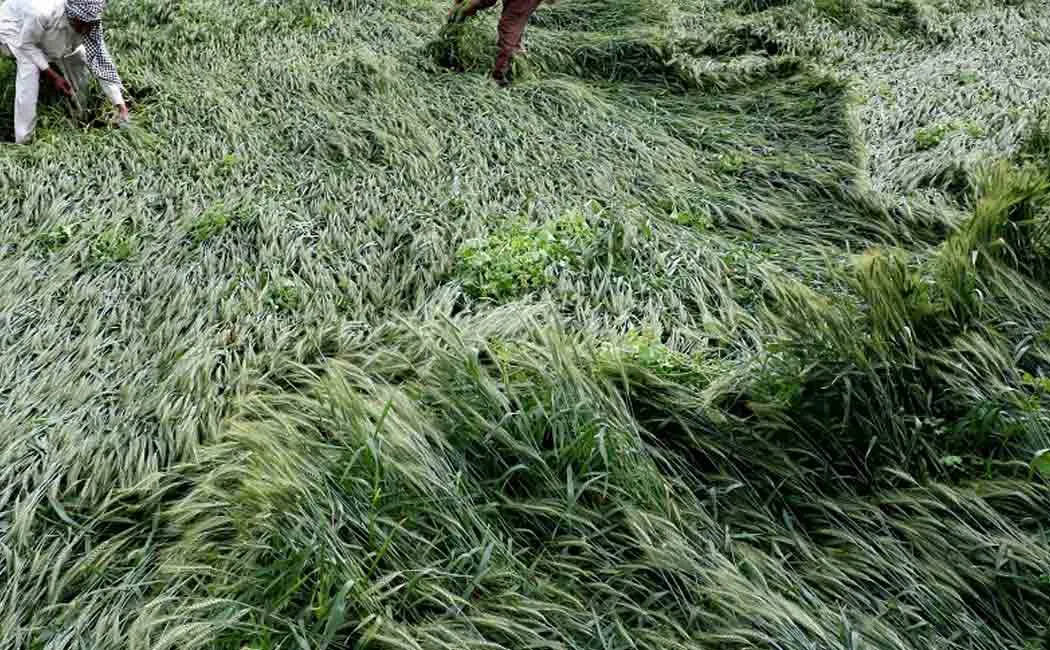 Rapid relief for farmers affected by rains .. ADMK  