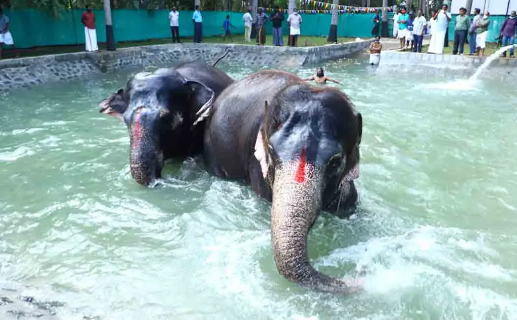Elephants enjoying bathing in a swimming cradle!