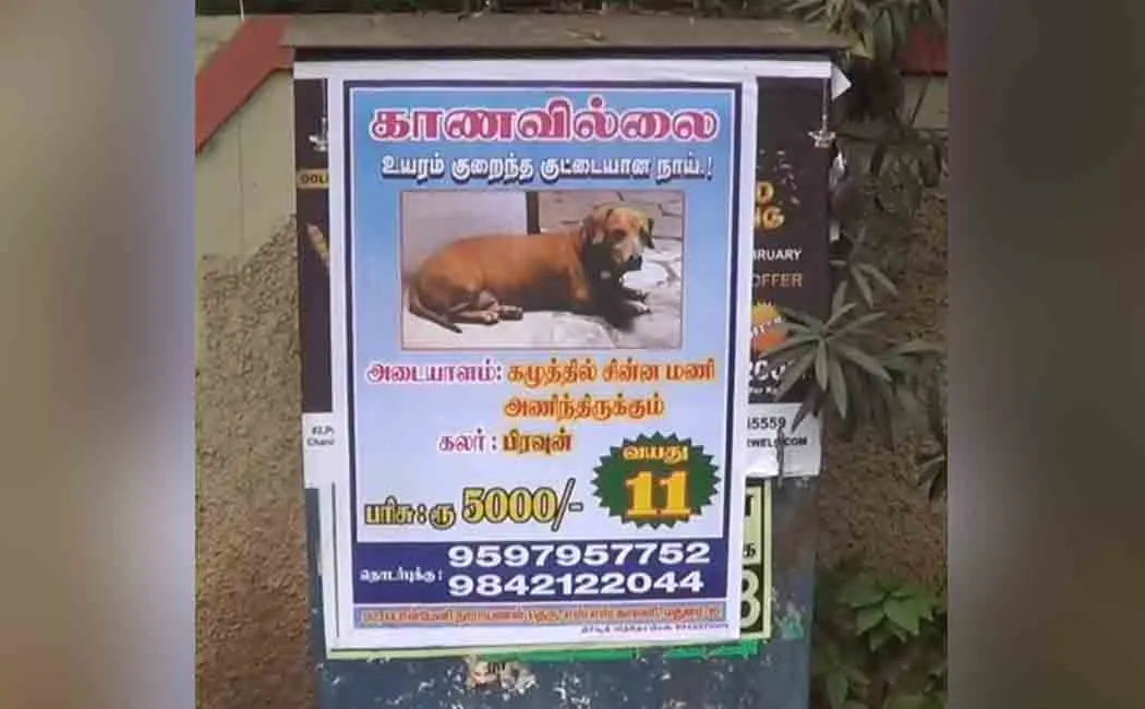 The missing pet dog! Posters that caught people's attention!