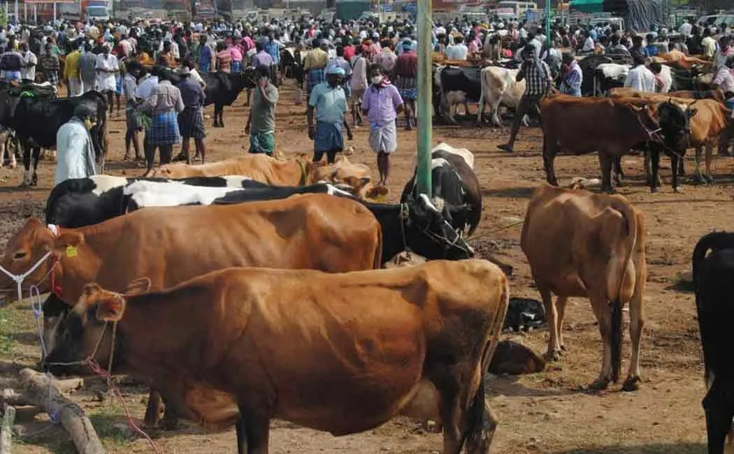 Erode karungalpalayam cow market 