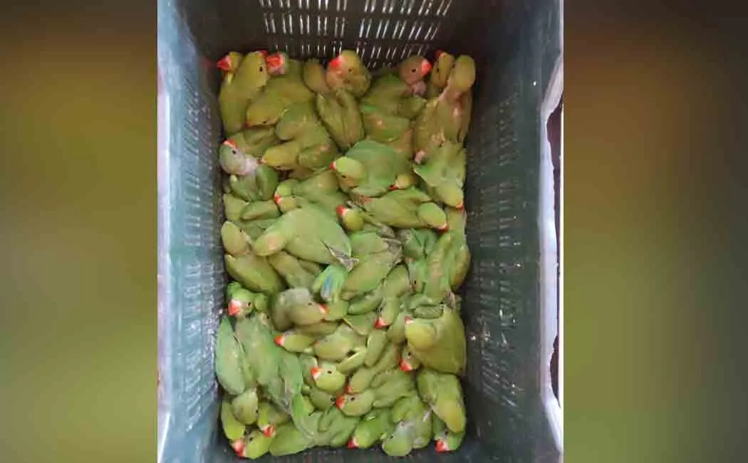 Winged parrots! Forest Department takes action!