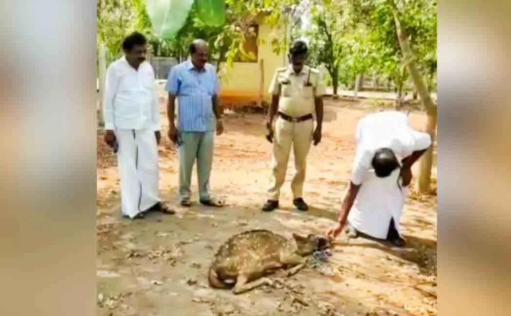 Deer who came in search of water!