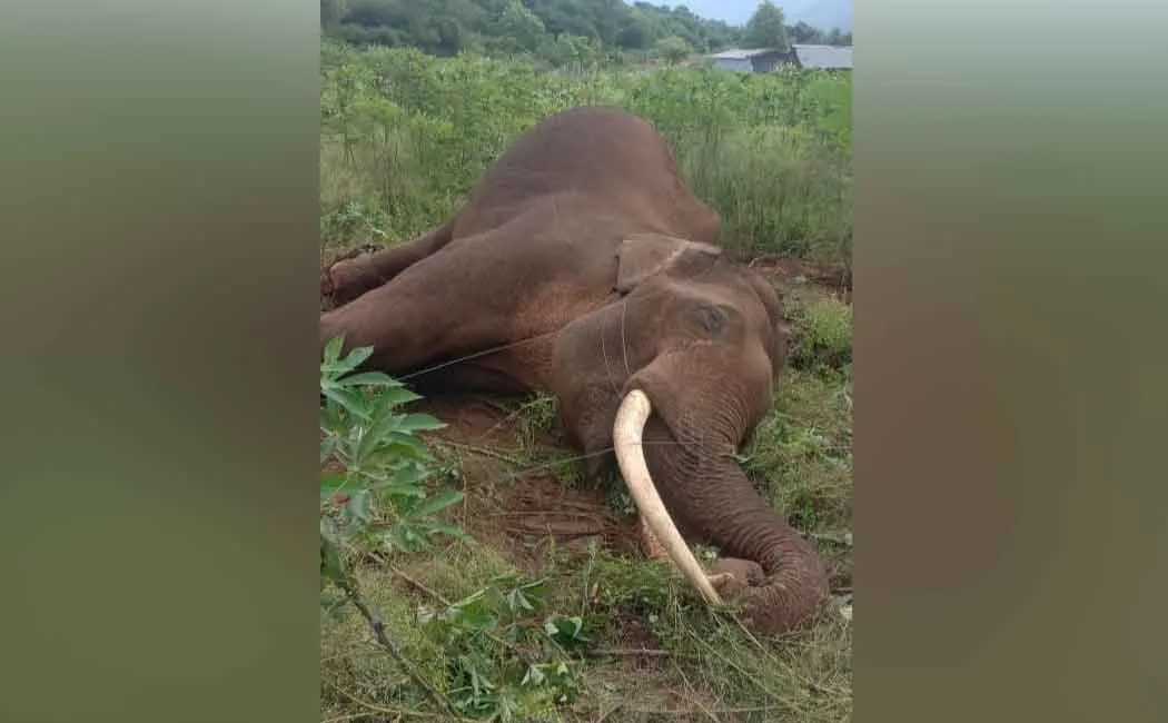 Elephant passed away by electric fence; 3 forest employees sacked