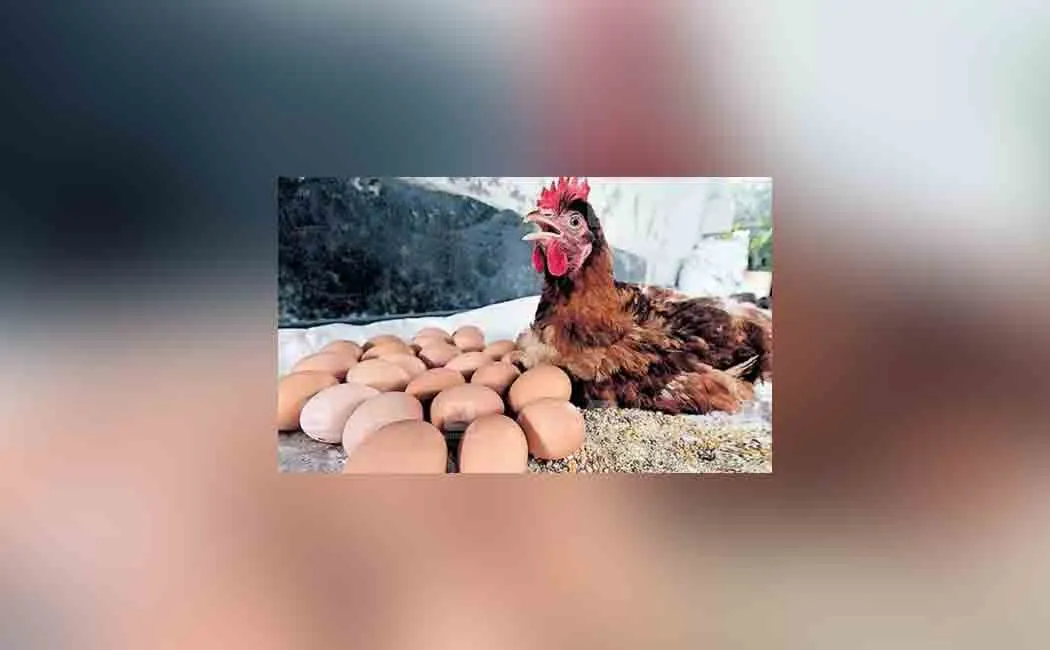 Kerala hen 24 eggs 