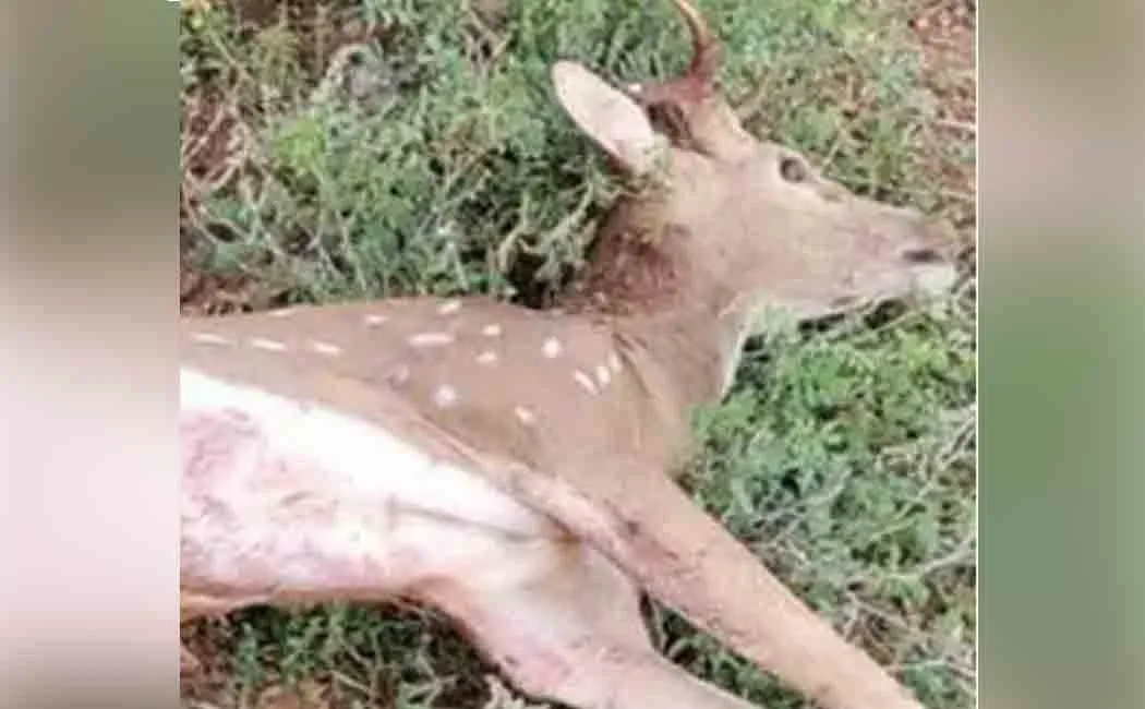 Deer passed away in road accident 