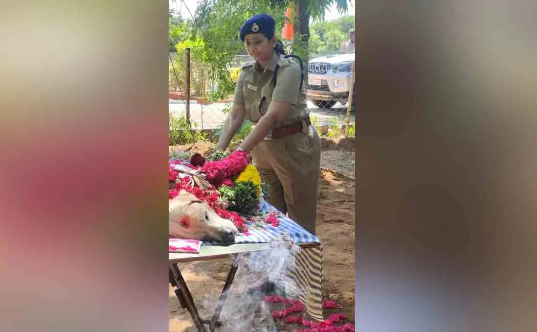 Detective sniffer dog dead! 