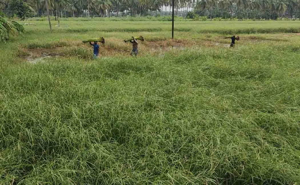 Farmers seeking compensation for continuous rains
