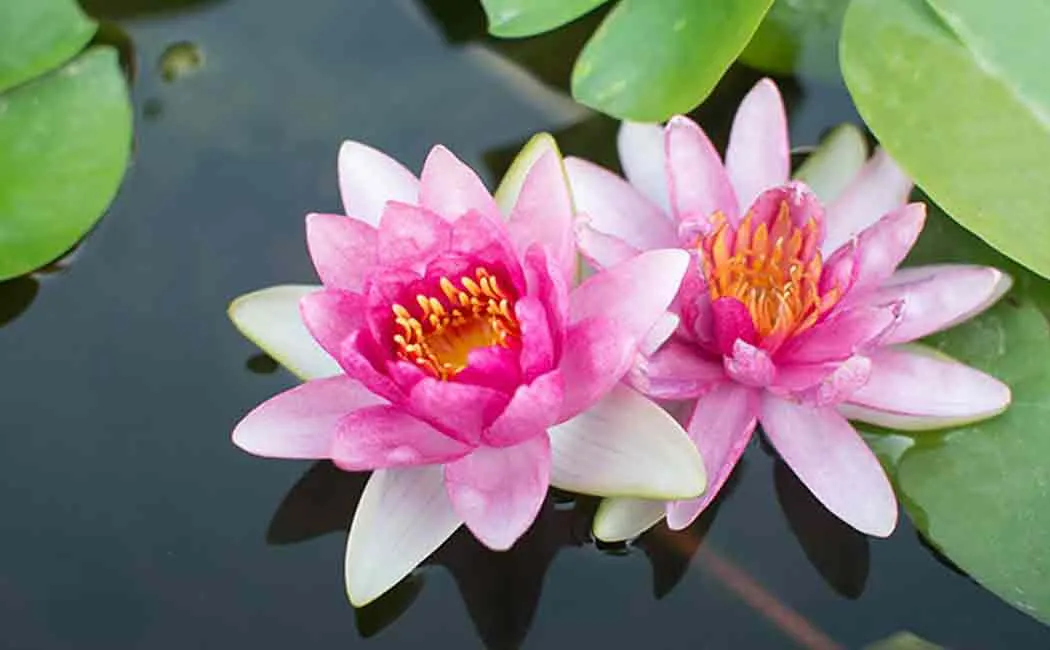 Brothers passes away while trying to pluck lotus 