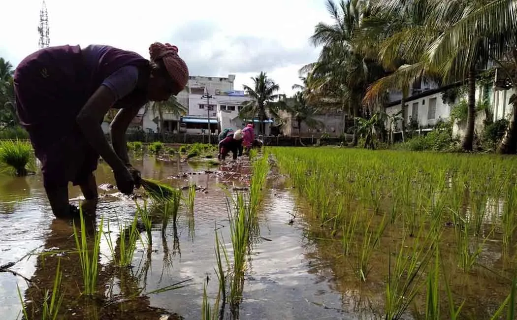 333 crore rupees crop loan for 58 thousand farmers!