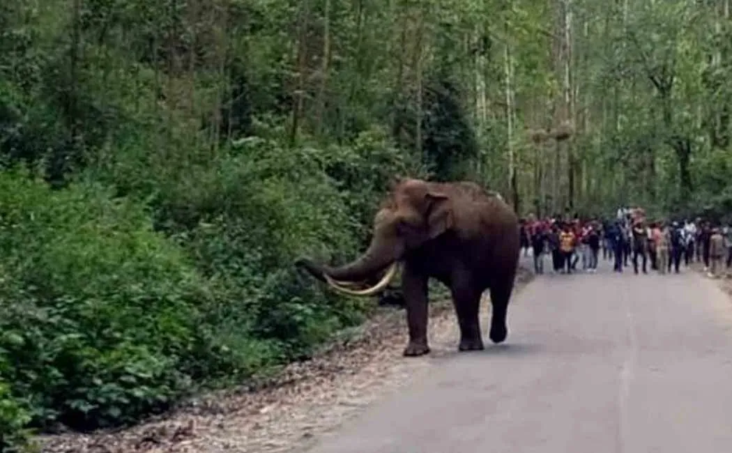 Wild Elephant Padayappa in Munnar