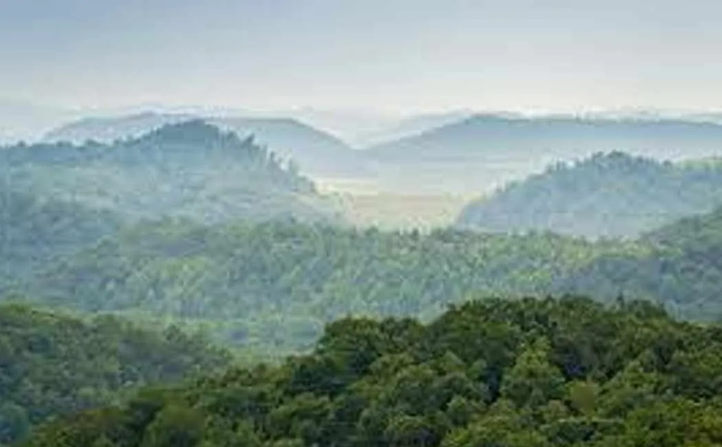 Deer issue forest officers fined 