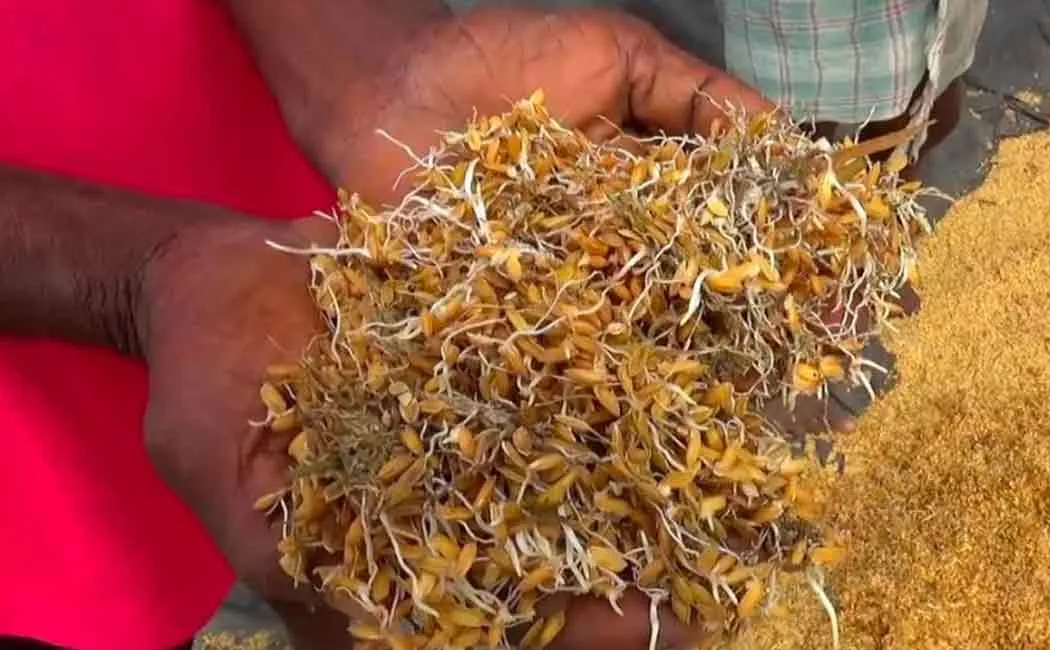 paady thiruvarur farmers 