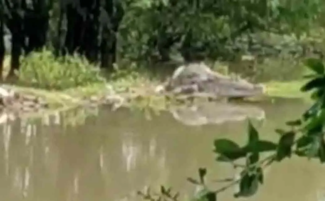 Crocodile in flood water ... Public panic ..