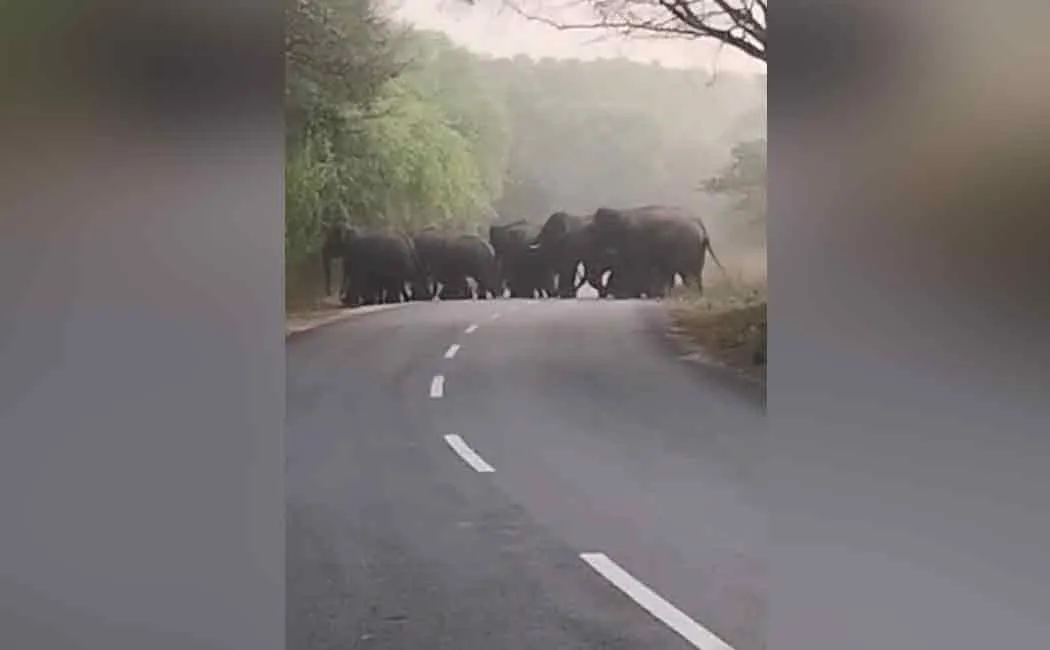 Elephants in a crowd! Frightened motorists!