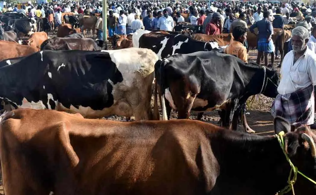 Erode Cow weekly market 