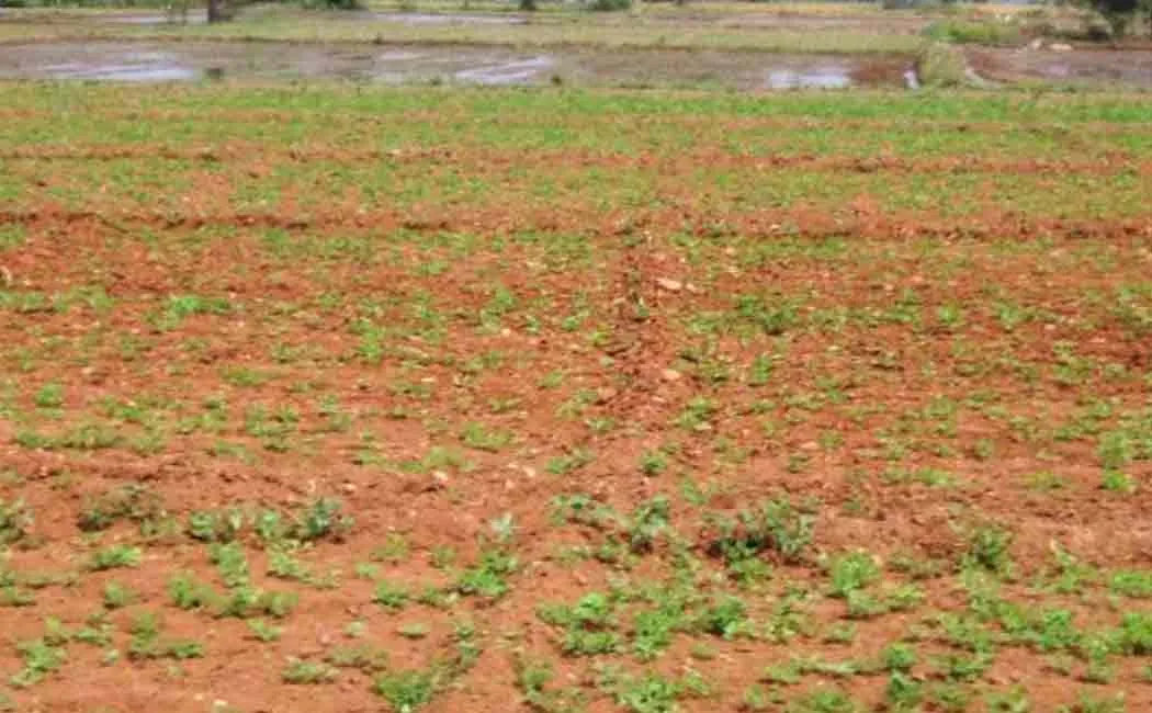 Was the body mysteriously buried in the agricultural land ..?