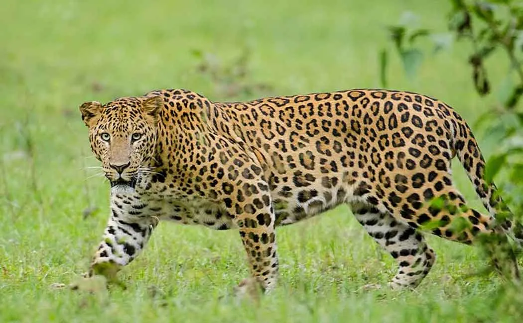 Female leopard victim! Two State Forest Departments are investigating