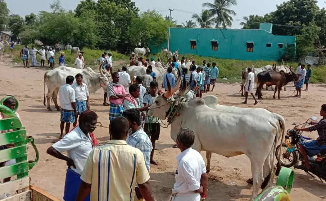 Cows sold for Rs 1 crore in weekly market ...