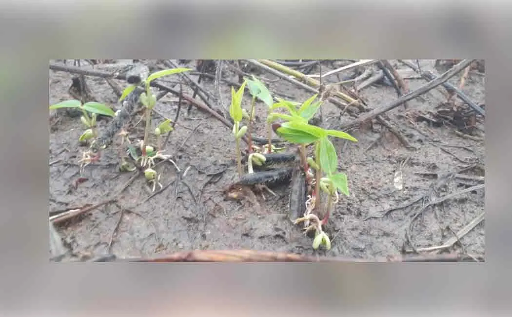 Cuddalore continues rain crops affected by rain water 