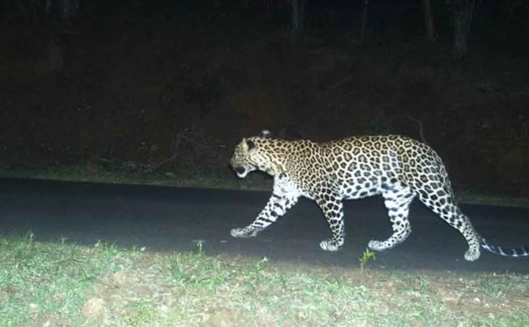 cheetah in sathiyamangalam forest area 