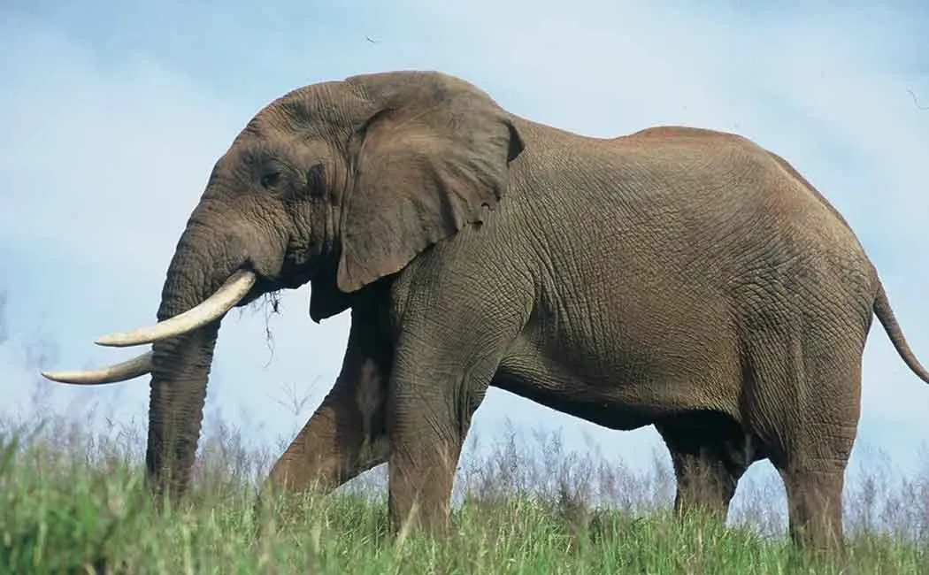 Elephant passes away in coimbatore 