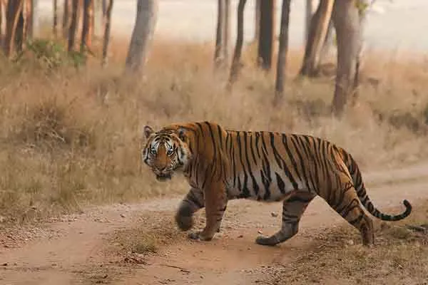 tiger