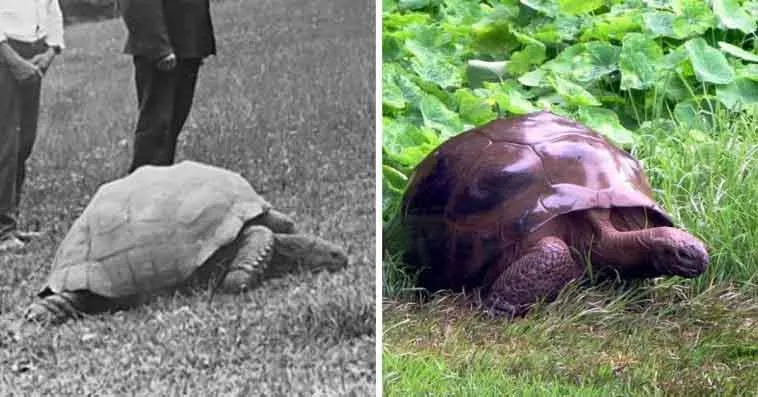 tortoise
