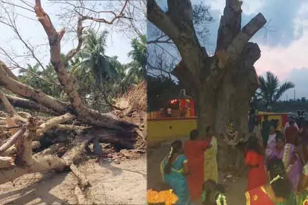 vellore kizhvaithiyaankuppam temple tree incident 