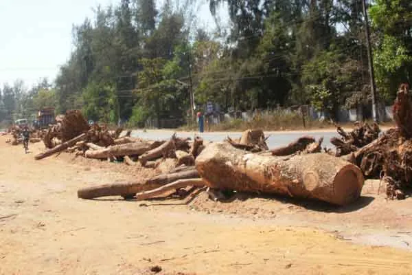 Cutting trees on government land is an illegal offence