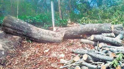 Cut trees robbery