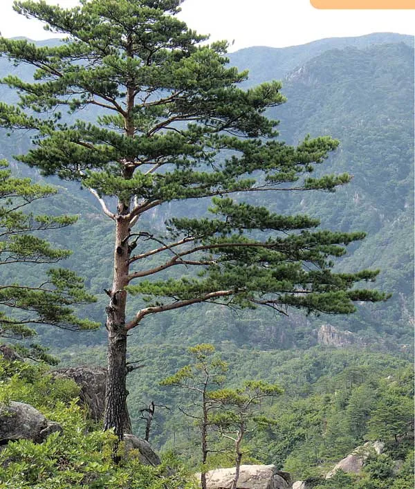 tree