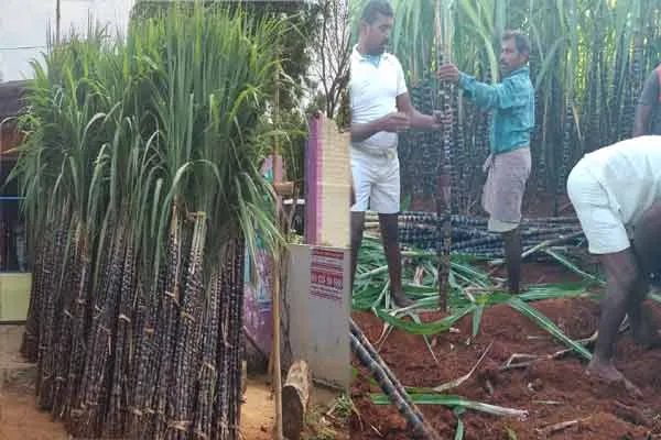 trichy prisoners cultivated sugarcane at central jail