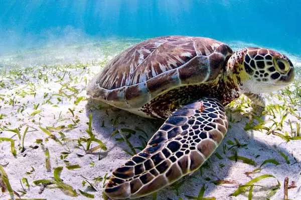 The number of turtles has increased a forest dept achievement