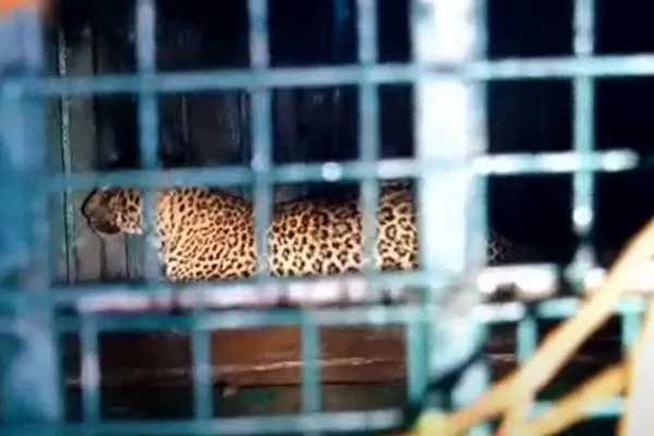 Third leopard caught in Tirunelveli