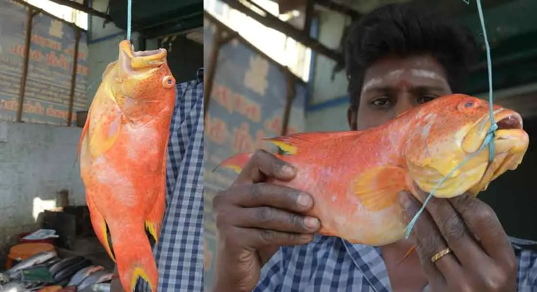 Rare type fish in erode