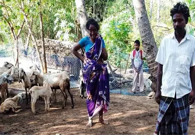 thanjavur district peravurani area coats and dogs farmer