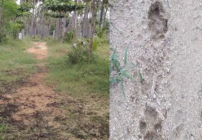 vellore district The leopard who roams around town  People in fear