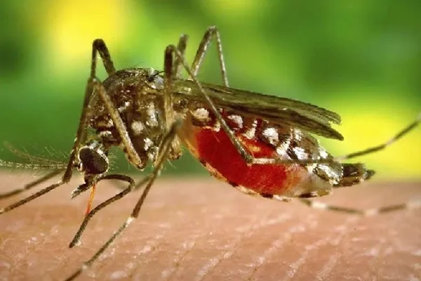 Public health advice on West Nile virus
