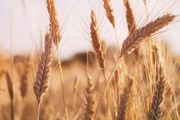 Wheat purchases more than paddy in India - DMK MLA