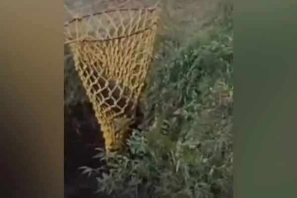 wild boars falling into wells rescued safely