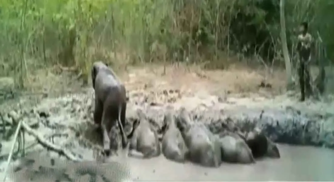  Forests officer saved the elephant