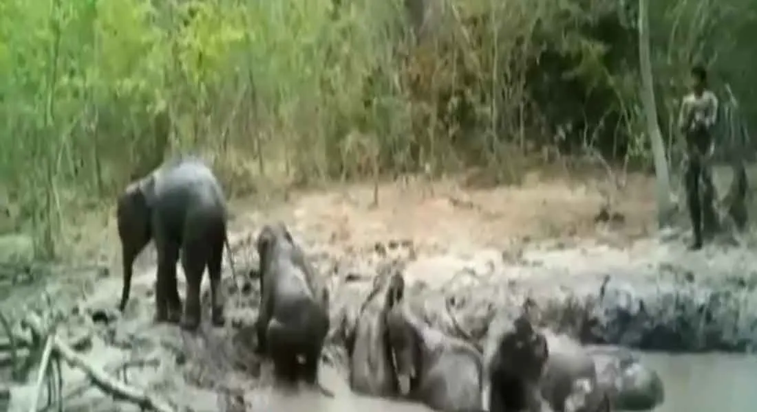  Forests officer saved the elephant