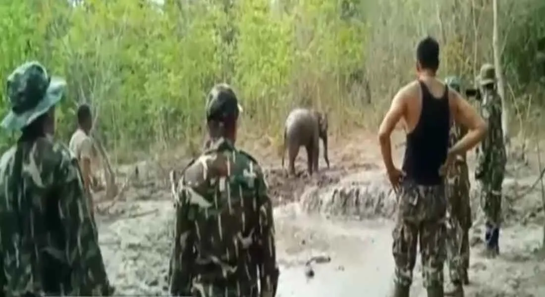  Forests officer saved the elephant