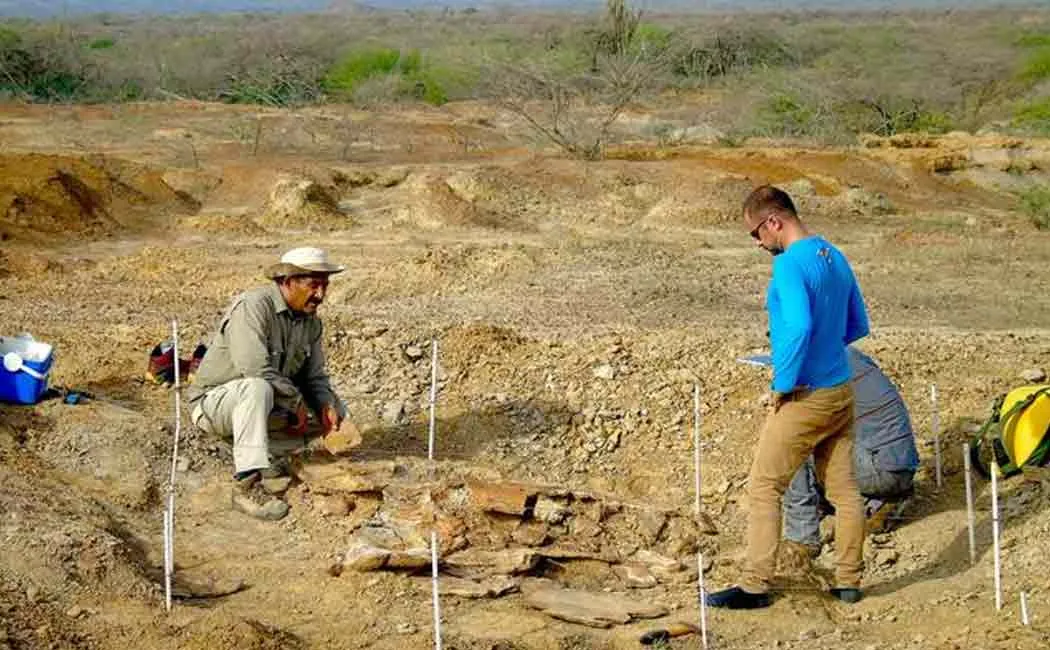 Car-sized prehistoric South American turtle fossil found