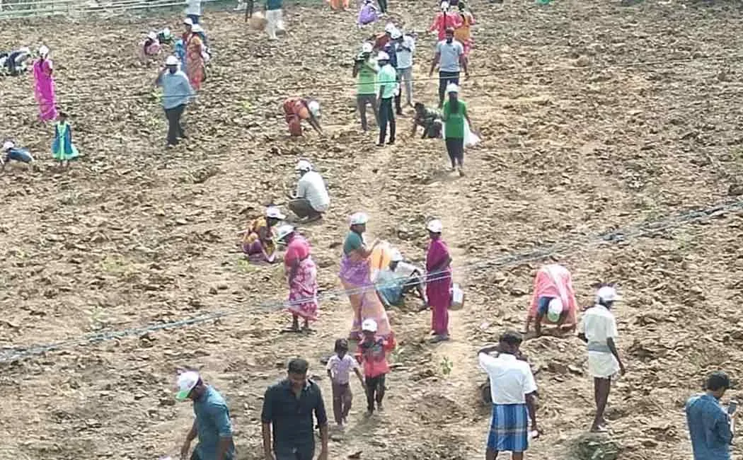 pongal celebrations with forestation 