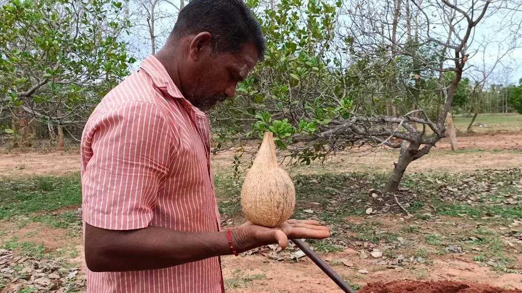 Area Cultivators for 'Coconut Rolling System'