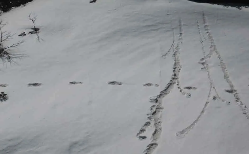 indian army found snowman named yeti in india nepal border