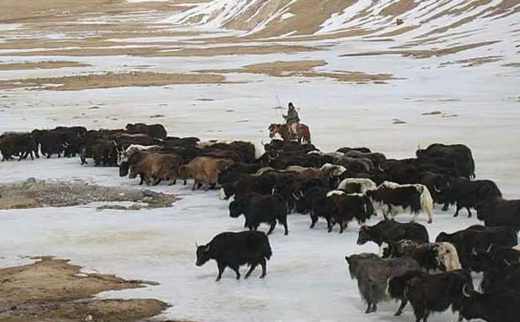 300 yaks died in sikkim due to excessive snowfall