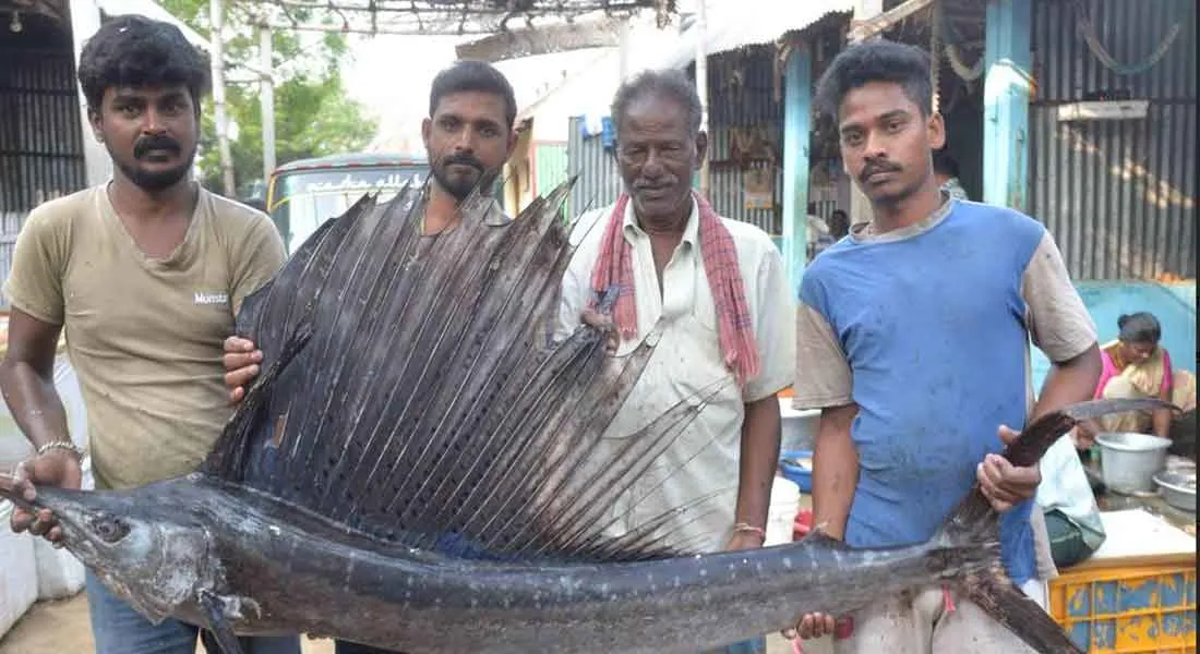  Peacock Fish in erode market...